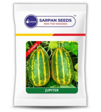Cucumber Sarpan Jupiter Sambar - 50 grams